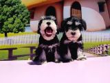 Resmi̇ Üreti̇ci̇den Mi̇nyatür Schnauzer Yavrular