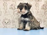 Ruhsatli Üreti̇m Çi̇ftli̇ği̇nden Mi̇nyatür Schnauzer Yavrular