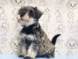 Ruhsatli Üreti̇m Çi̇ftli̇ği̇nden Mi̇nyatür Schnauzer Yavrular