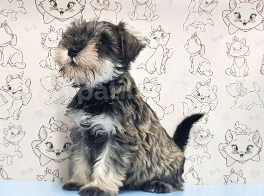 Ruhsatli Üreti̇m Çi̇ftli̇ği̇nden Mi̇nyatür Schnauzer Yavrular görsel