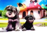 Resmi̇ Üreti̇ci̇den Mi̇nyatür Schnauzer Yavrular