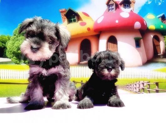 Resmi̇ Üreti̇ci̇den Mi̇nyatür Schnauzer Yavrular görsel