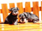 Minyatür Schnauzer Yavrular