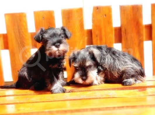 Minyatür Schnauzer Yavrular görsel