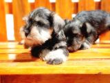 Minyatür Schnauzer Yavrular