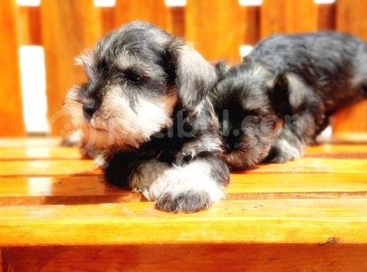 Minyatür Schnauzer Yavrular görsel