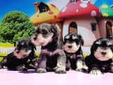 Resmi̇ Üreti̇ci̇den Mi̇nyatür Schnauzer Yavrular