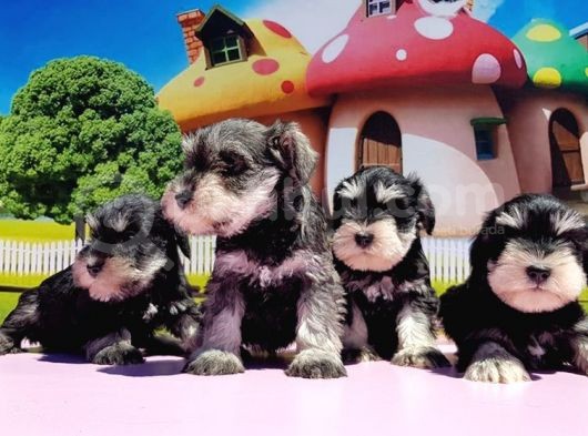 Resmi̇ Üreti̇ci̇den Mi̇nyatür Schnauzer Yavrular görsel