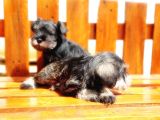 Minyatür Schnauzer Yavrular