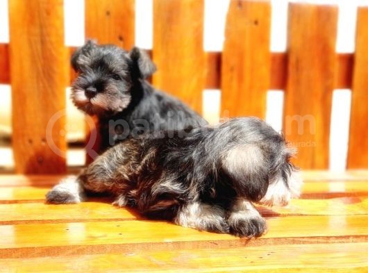Minyatür Schnauzer Yavrular görsel