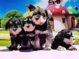 Resmi̇ Üreti̇ci̇den Mi̇nyatür Schnauzer Yavrular
