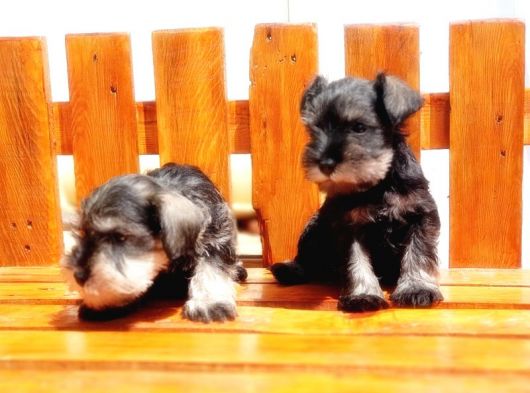 Minyatür Schnauzer Yavrular görsel
