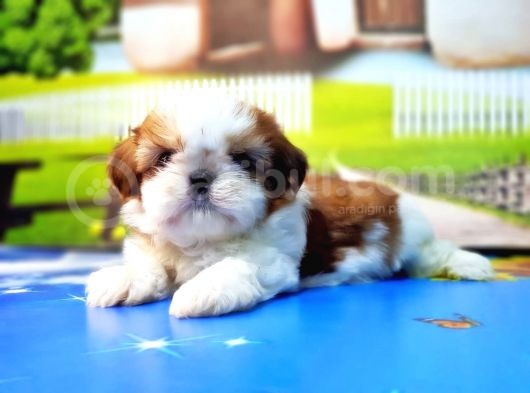 Shi̇h Tzu Yavrusu