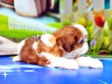 Shi̇h Tzu Yavrusu