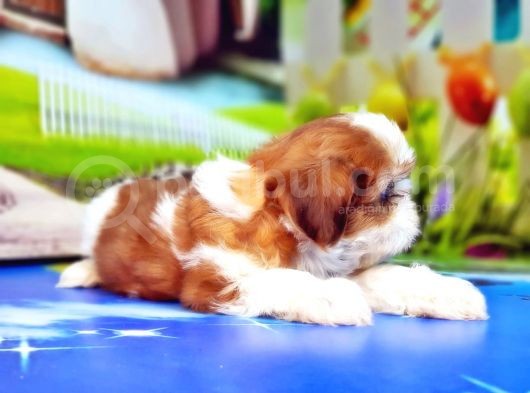 Shi̇h Tzu Yavrusu görsel