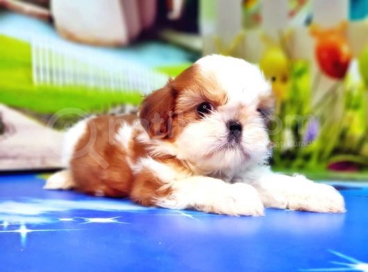 Shi̇h Tzu Yavrusu görsel