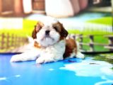 Shi̇h Tzu Yavrusu
