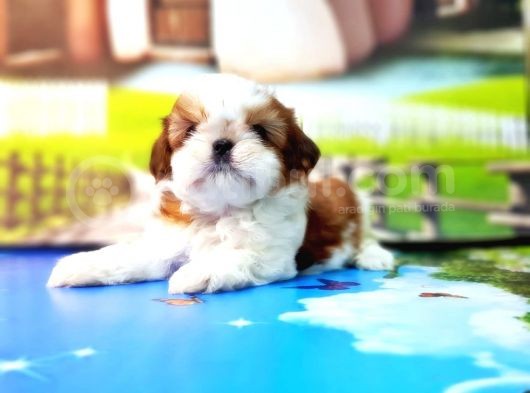 Shi̇h Tzu Yavrusu görsel