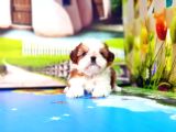 Shi̇h Tzu Yavrusu
