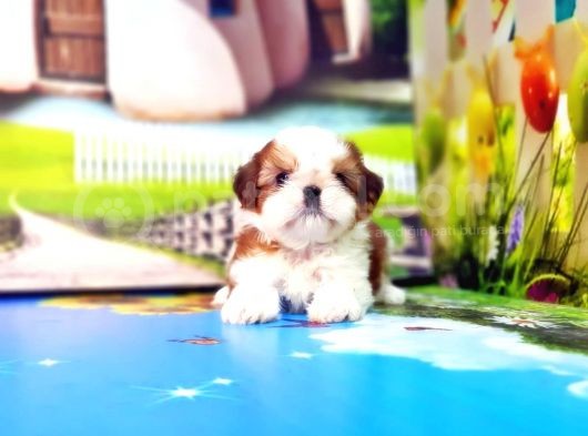 Shi̇h Tzu Yavrusu görsel