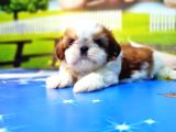 Shi̇h Tzu Yavrusu