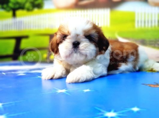 Shi̇h Tzu Yavrusu görsel
