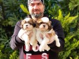 Ruhsatli Üreti̇m Çi̇ftli̇ği̇nden Shi̇h Tzu Yavru