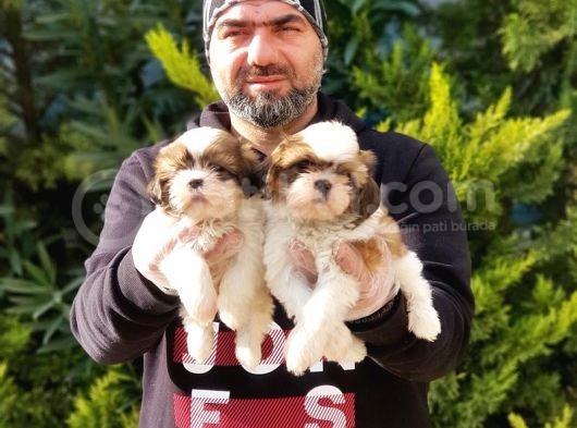 Ruhsatli Üreti̇m Çi̇ftli̇ği̇nden Shi̇h Tzu Yavru görsel