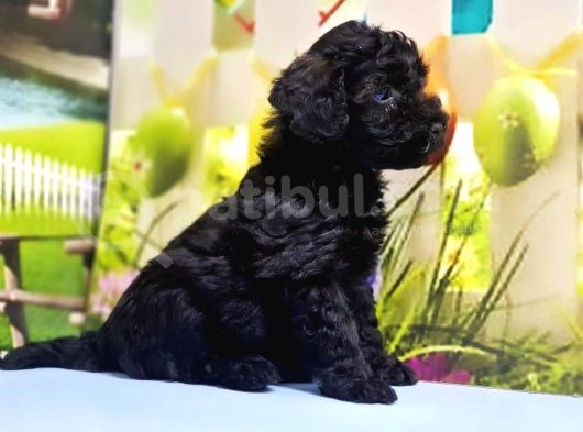 Ruhsatli Üreti̇m Çi̇ftli̇ği̇nden Toy Poodle Yavrular görsel