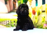 Ruhsatli Üreti̇m Çi̇ftli̇ği̇nden Toy Poodle Yavrular