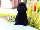 Ruhsatli Üreti̇m Çi̇ftli̇ği̇nden Toy Poodle Yavrular