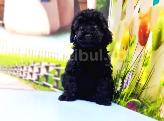 Ruhsatli Üreti̇m Çi̇ftli̇ği̇nden Toy Poodle Yavrular