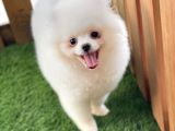 Teddy Bear Pomerani̇an Boo Yavrulari