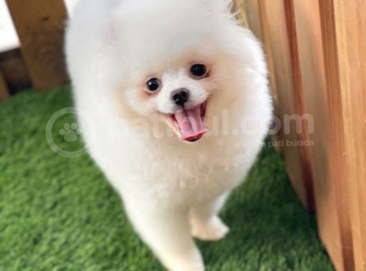 Teddy Bear Pomerani̇an Boo Yavrulari görsel