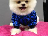 Teddy Bear Pomerani̇an Boo Yavrulari