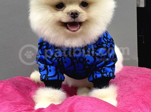 Teddy Bear Pomerani̇an Boo Yavrulari görsel