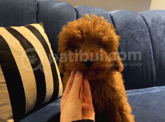 4 Aylık Erkek Toypoodle Bebekler Ev Ortamında görsel