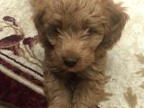 Aşılı Ped Eğitimli Red Maltipoo
