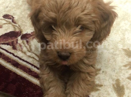 Aşılı Ped Eğitimli Red Maltipoo görsel