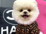 Teddy Bear Pomerani̇an Boo Yavrulari