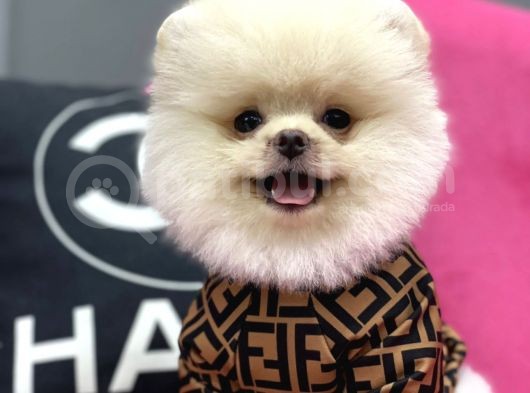 Teddy Bear Pomerani̇an Boo Yavrulari