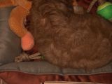 Aşılı Ped Eğitimli Red Maltipoo