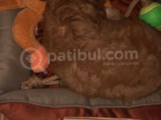 Aşılı Ped Eğitimli Red Maltipoo görsel