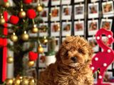F1 Teacup Red Malti̇poo Yavrular