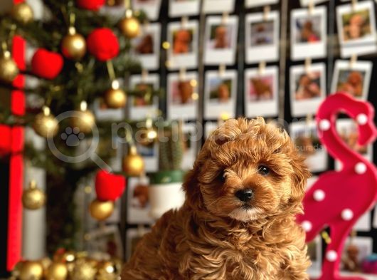 F1 Teacup Red Malti̇poo Yavrular