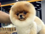 Teddy Bear Pomerani̇an Boo Yavrulari