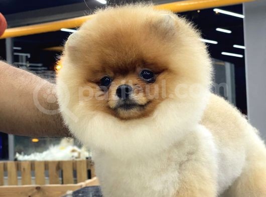 Teddy Bear Pomerani̇an Boo Yavrulari görsel