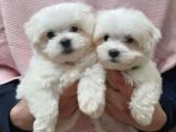 Mini Boy Sevimli Maltese Bebekler