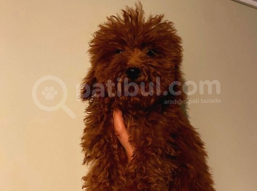4 Aylık Erkek Toypoodle Bebekler Ev Ortamında görsel