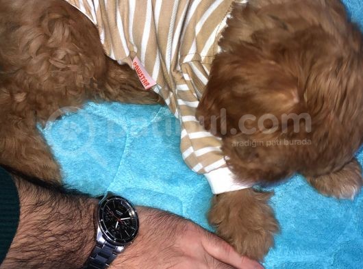 Aşılı Ped Eğitimli Red Maltipoo görsel